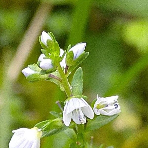 Veronica serpyllifolia Flor