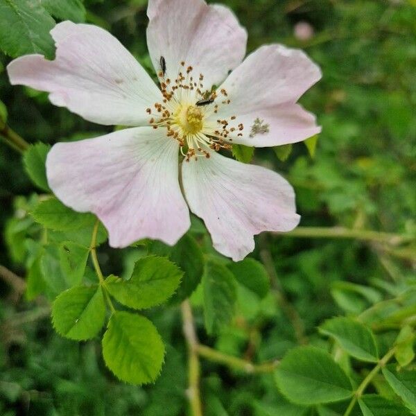 Rosa micrantha Floro