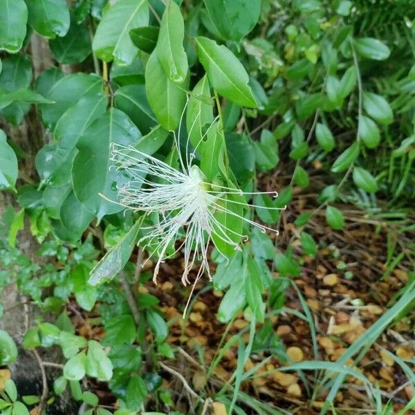 Morisonia flexuosa Blomst