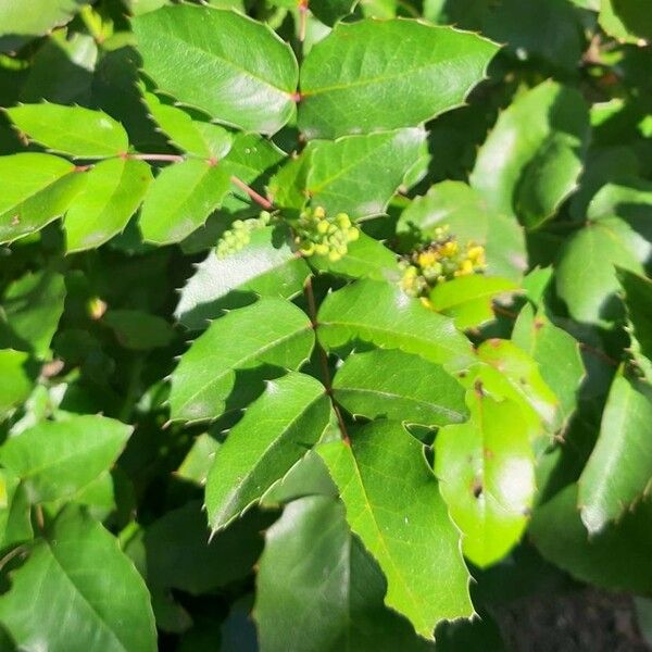 Berberis aquifolium برگ