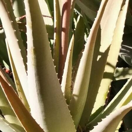 Aloe vera Leaf