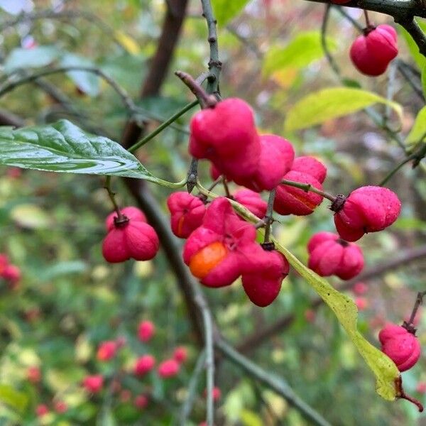 Euonymus europaeus फल