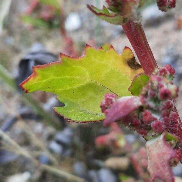 Chenopodium quinoa Leaf