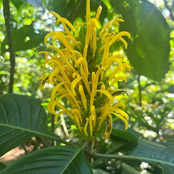 Justicia aurea Bloem