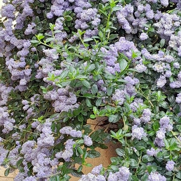 Ceanothus thyrsiflorus Habit