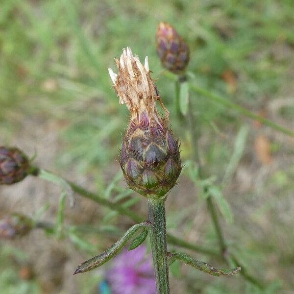 Centaurea paniculata 花