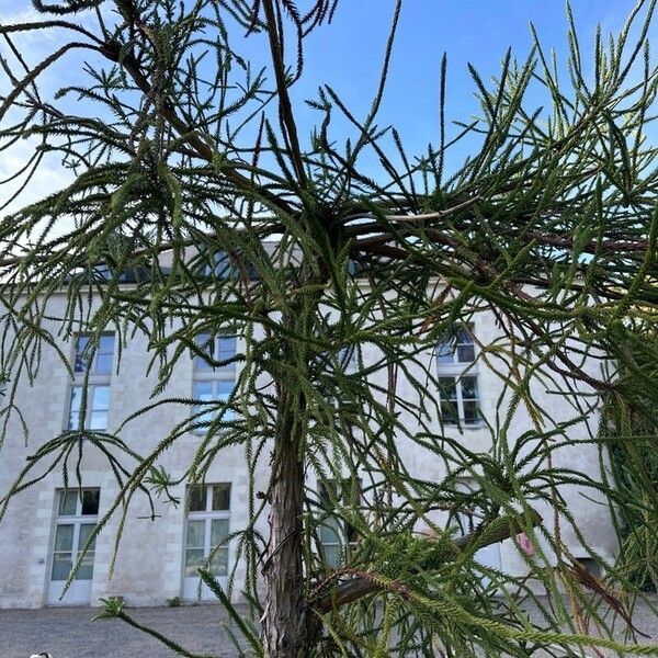 Cryptomeria japonica Habitatea