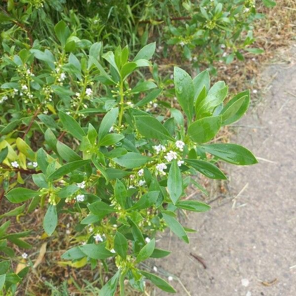 Myoporum tetrandrum Yaprak