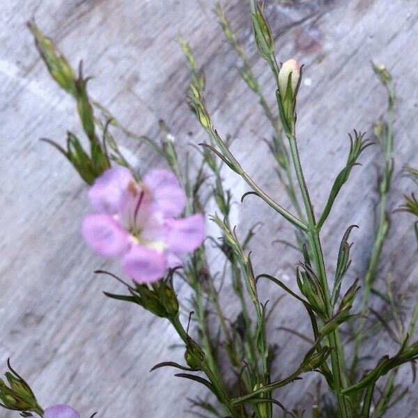 Agalinis purpurea Fleur