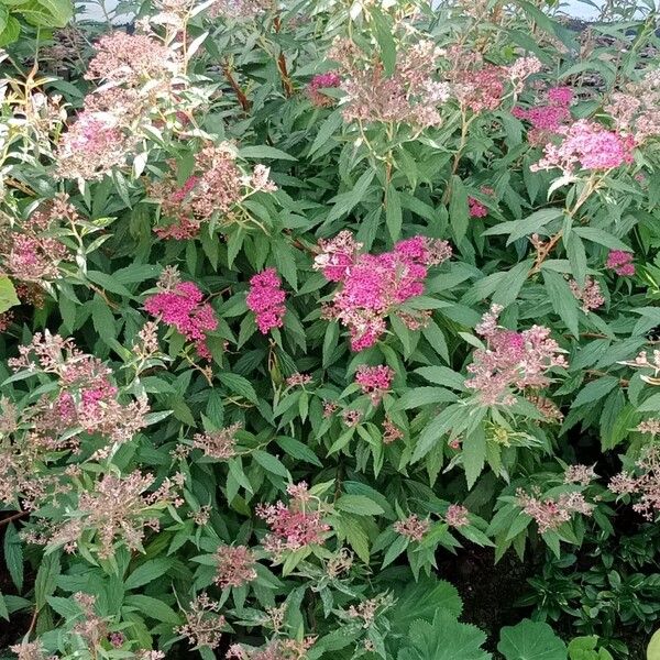 Spiraea japonica Hábitos