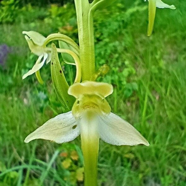 Platanthera chlorantha फूल