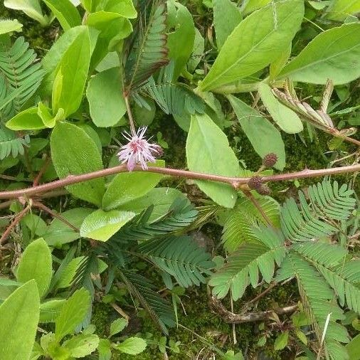 Mimosa pudica Kukka