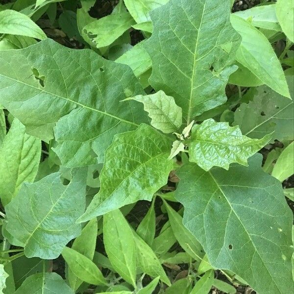 Solanum carolinense 叶