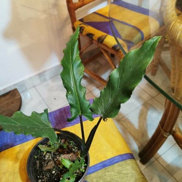 Alocasia lauterbachiana Blatt