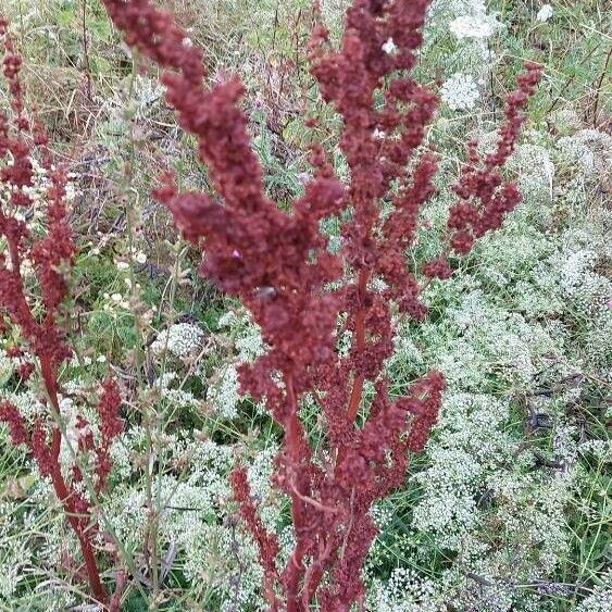 Rumex aquaticus 叶