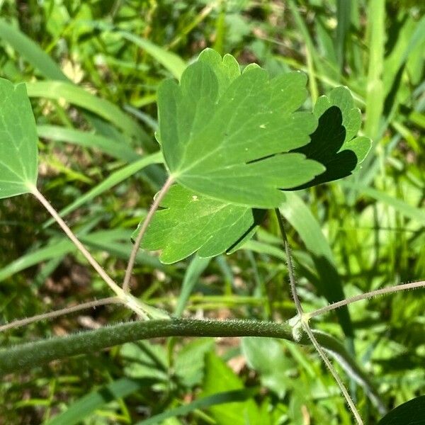 Aquilegia atrata Folio