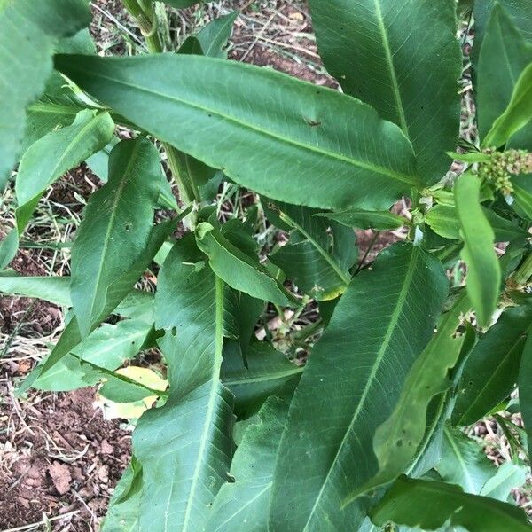 Rumex altissimus ᱥᱟᱠᱟᱢ