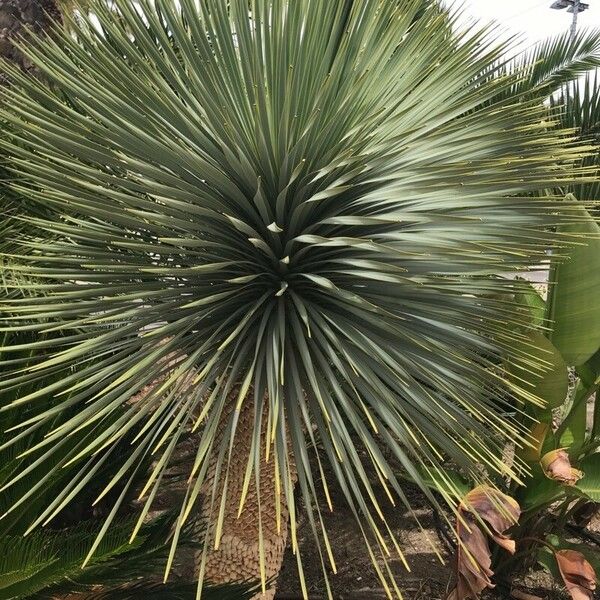 Yucca thompsoniana Ліст