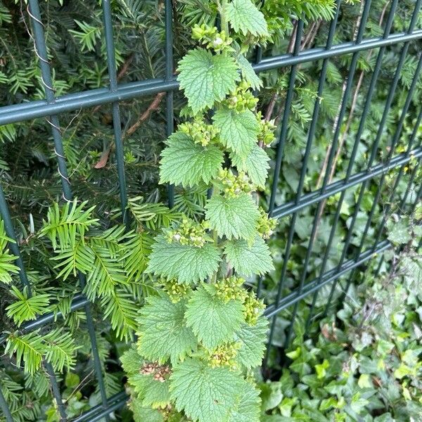 Scrophularia vernalis Yaprak