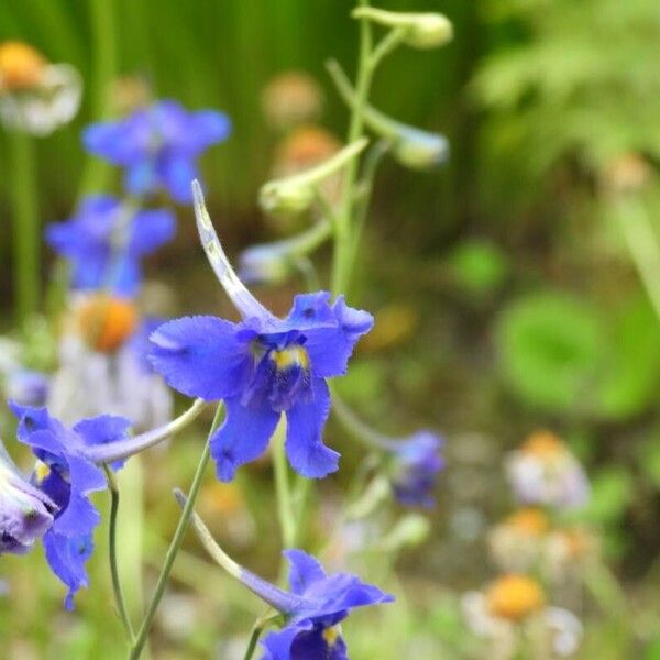 Delphinium grandiflorum Blomma