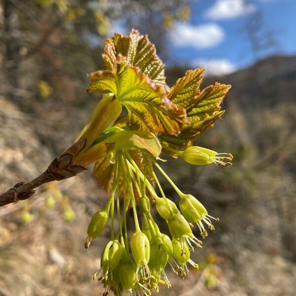 Acer opalus Flower