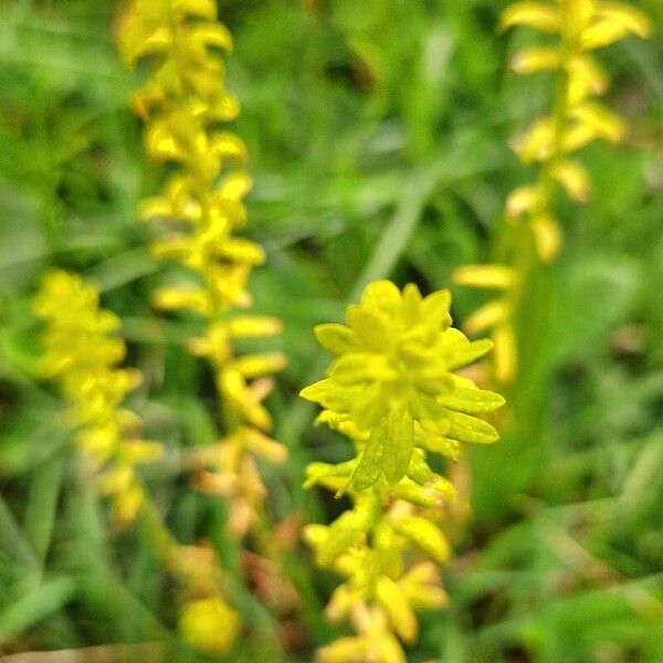 Herminium monorchis Flower