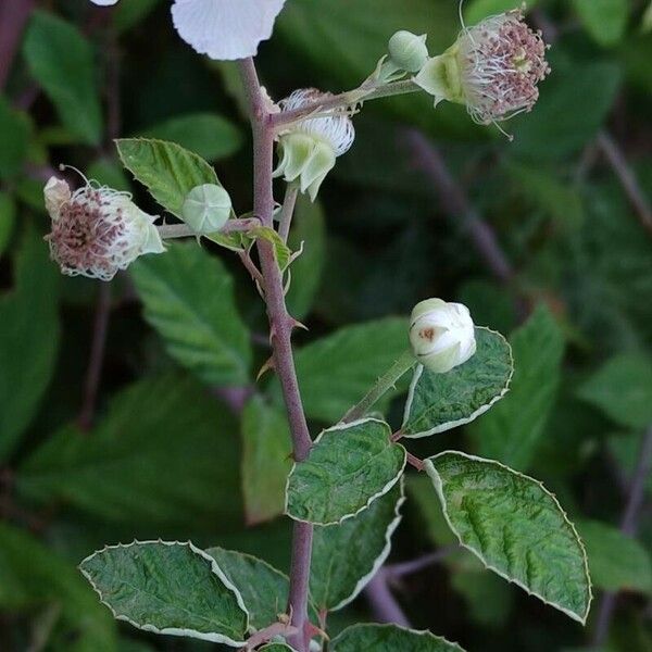 Rubus ulmifolius Кветка