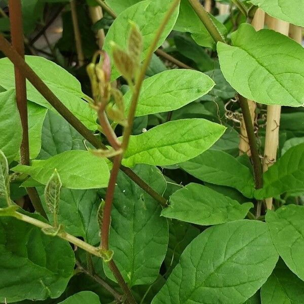 Cobaea scandens Celota