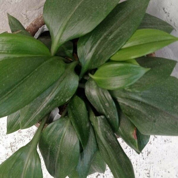 Aspidistra lurida List