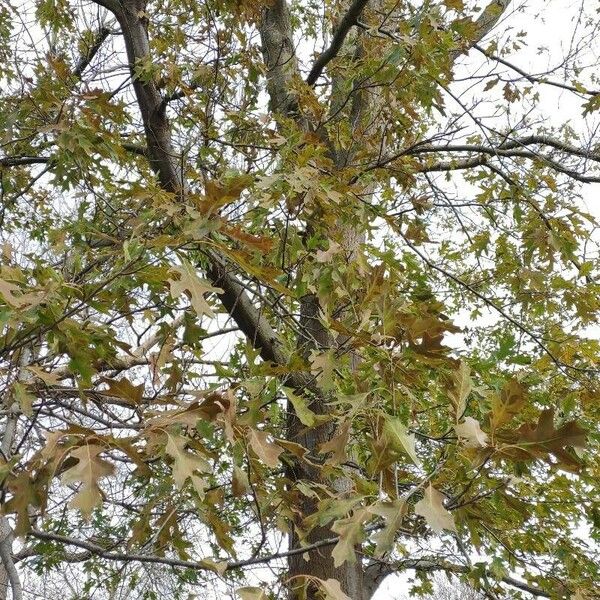 Quercus texana 整株植物