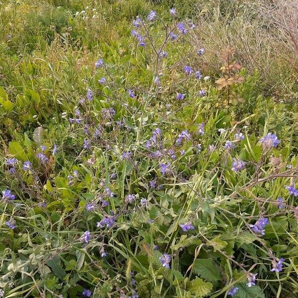 Anchusa italica Habit