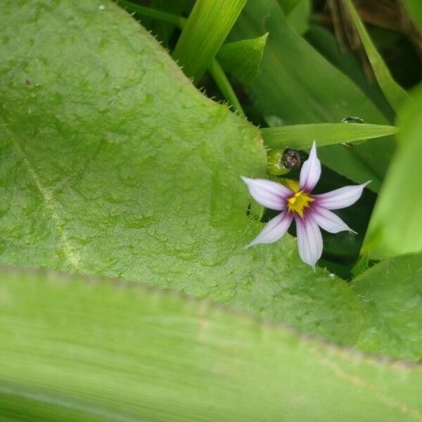 Sisyrinchium rosulatum Flor