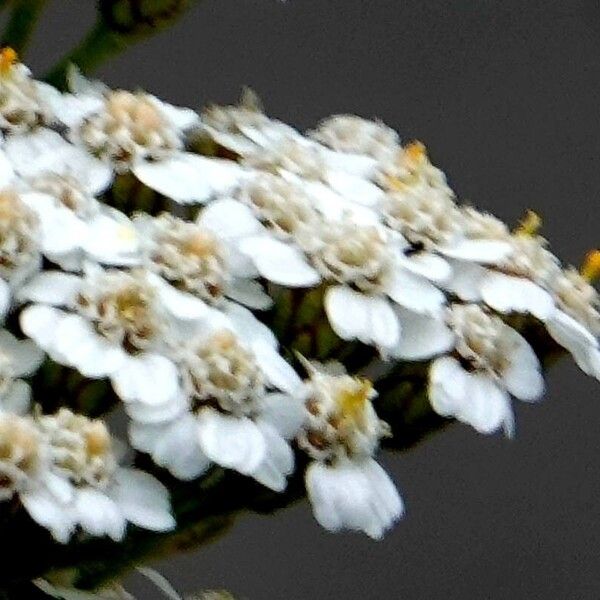 Achillea nobilis Altres