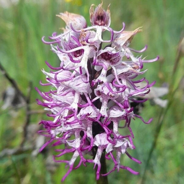 Orchis simia 花