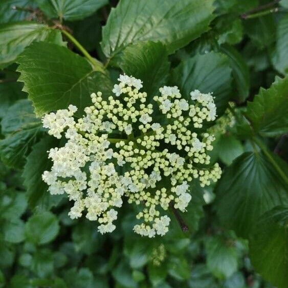 Viburnum dentatum Květ