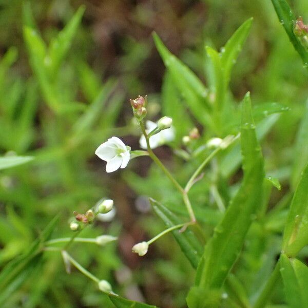 Veronica scutellata Flor