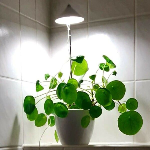 Pilea peperomioides Blad