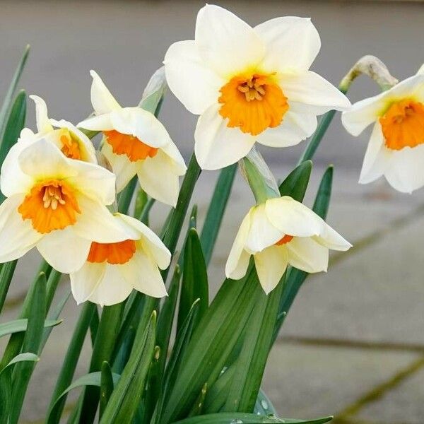 Narcissus tazetta Blad