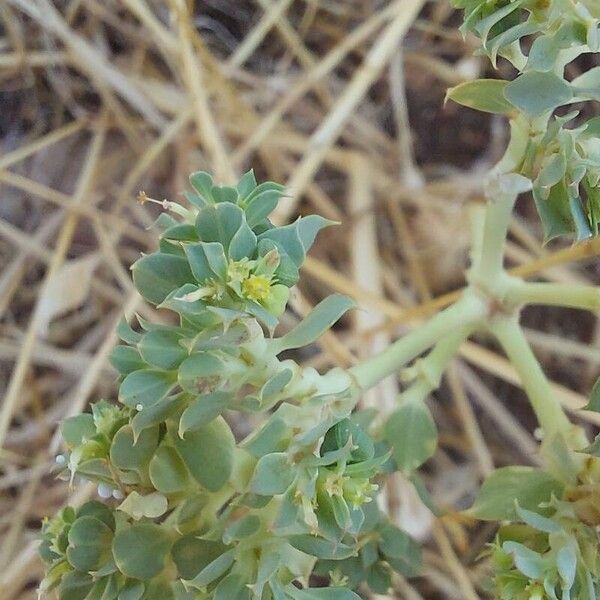 Euphorbia falcata Blodyn