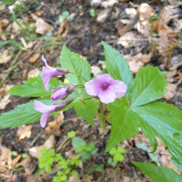 Cardamine pentaphyllos Habit