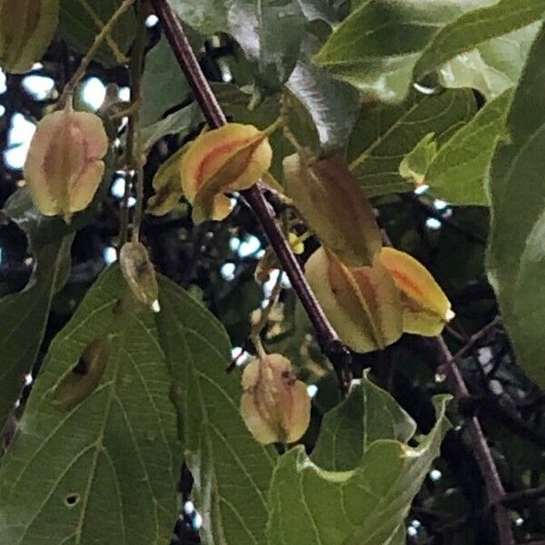 Combretum apiculatum Fruct