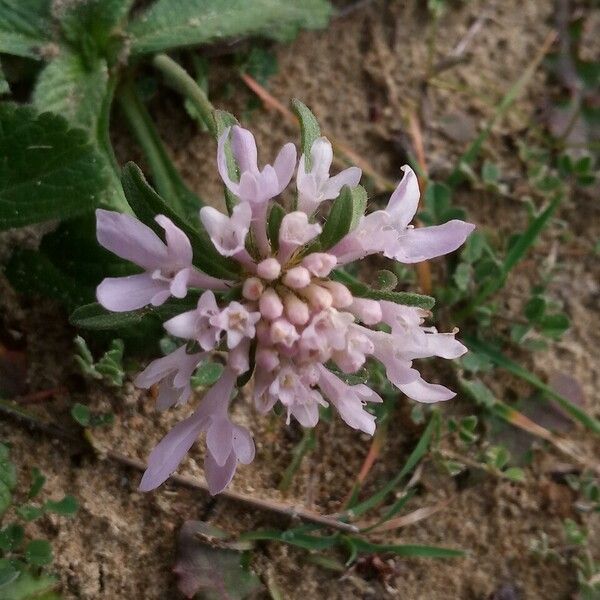 Scabiosa atropurpurea Flor