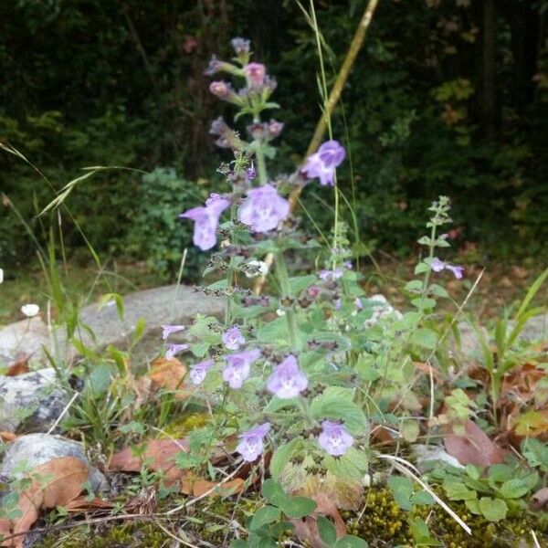 Clinopodium alpinum Flower