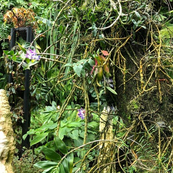 Dendrobium victoriae-reginae Hábito
