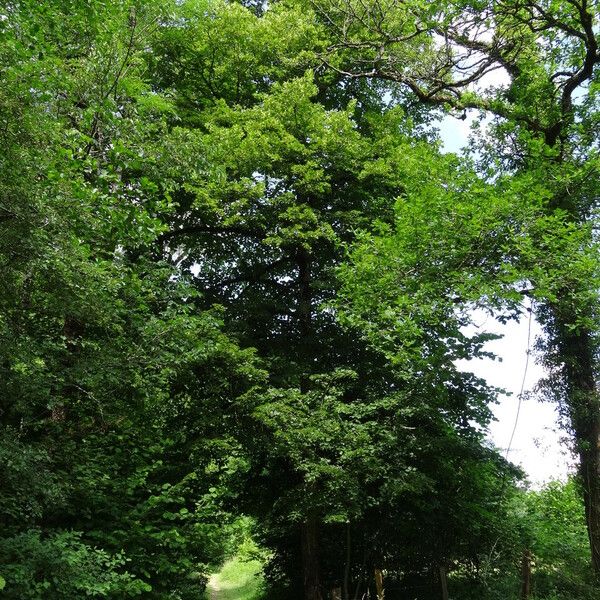 Tilia platyphyllos Habitus