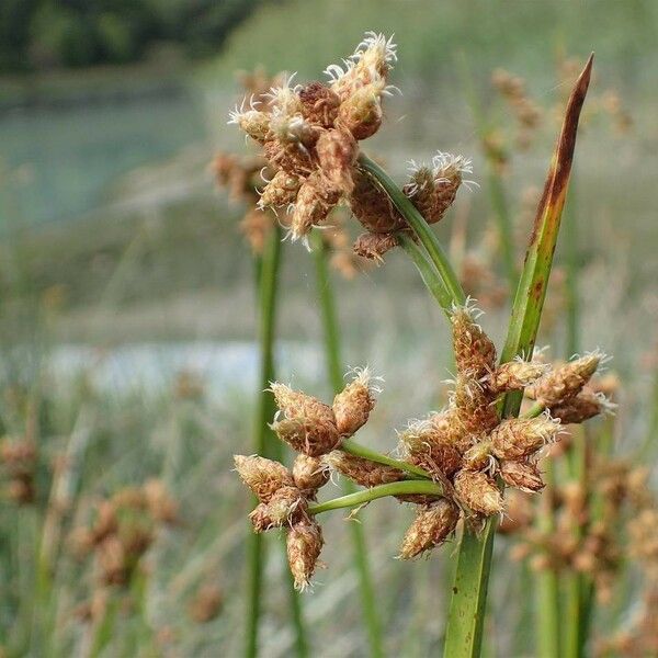 Schoenoplectus triqueter Fruct