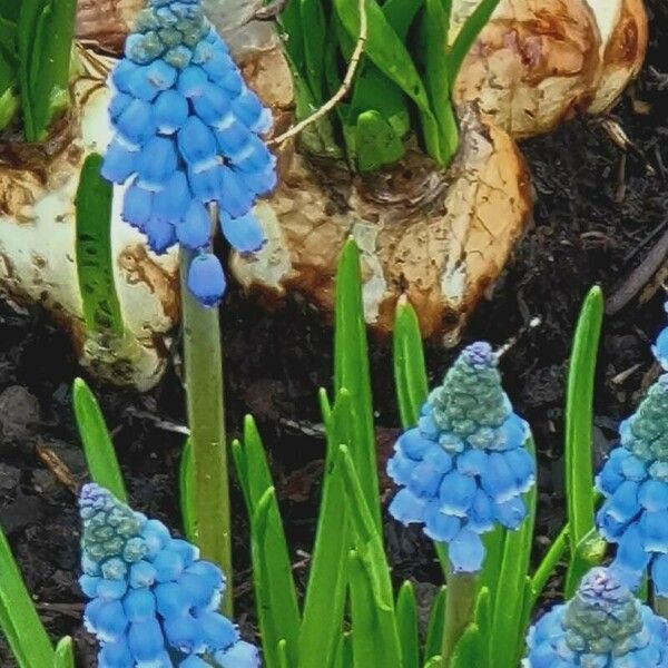 Muscari botryoides Muu