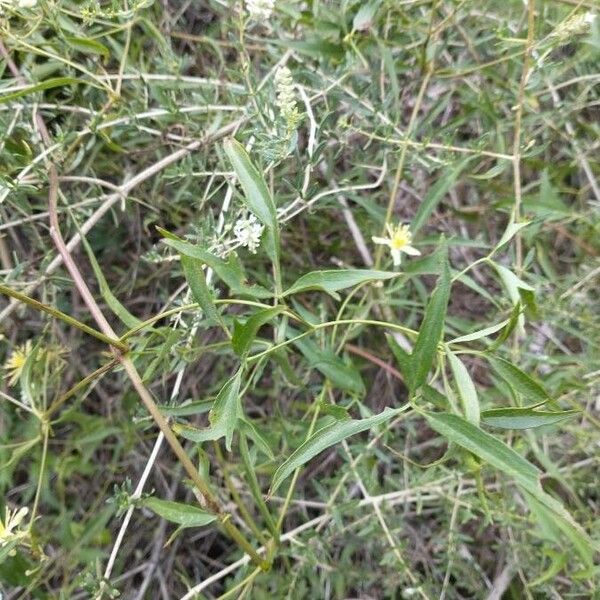 Clematis campestris Leaf