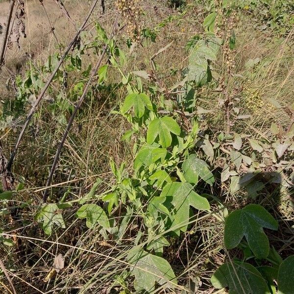 Passiflora subpeltata Habit