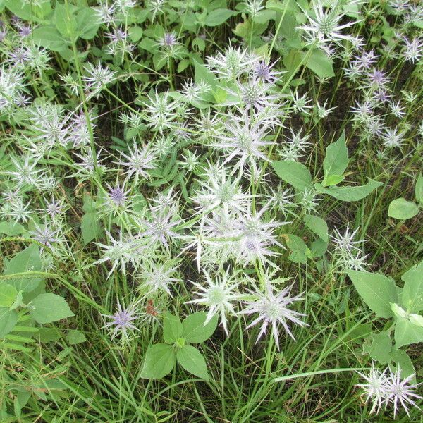 Eryngium heterophyllum Flor